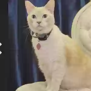 lost female cat sis