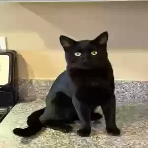 lost male cat zuko