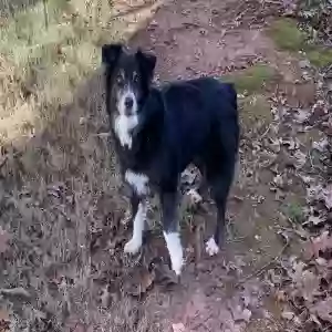 found unknown dog unknown