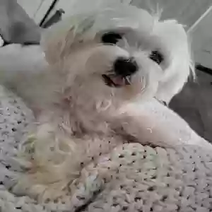 lost female dog ellie mae