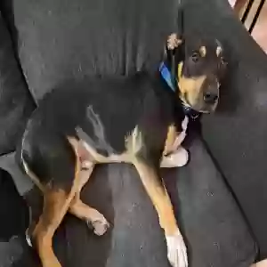 lost male dog leroy
