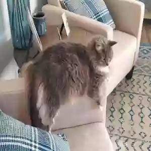 lost female cat ruby
