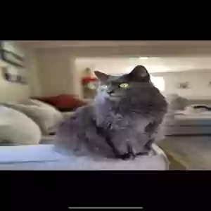 lost male cat stormy