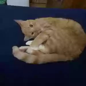 lost female cat belle