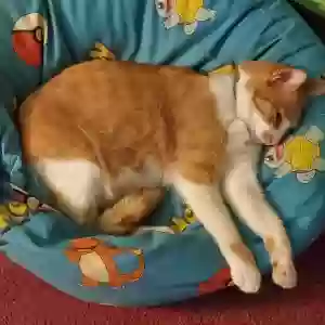 lost male cat garfield