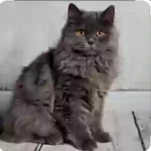 lost female cat monday