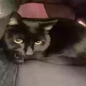lost male cat troubel