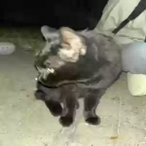 found unknown cat unknown