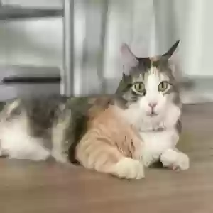 lost female cat elsa