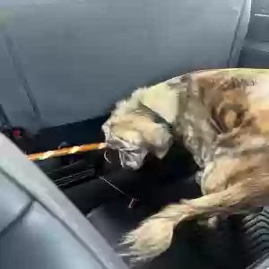 found male dog unknown