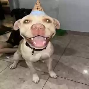 lost male dog kilo reyes
