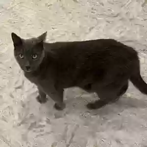 lost male cat boo