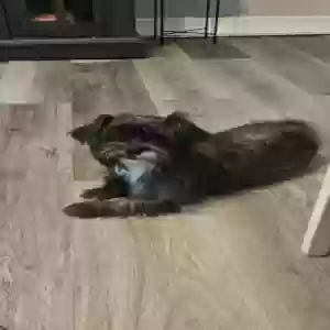 lost female dog antonia