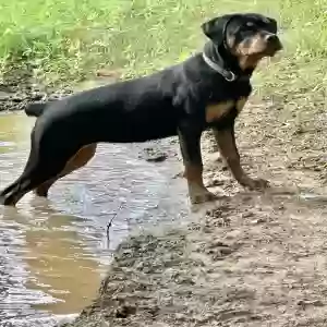 lost female dog layla