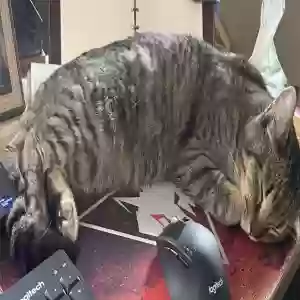 lost female cat coralina