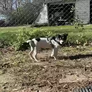 lost male dog flaco