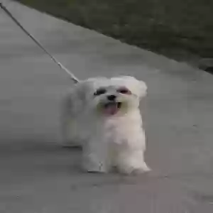 lost female dog lola