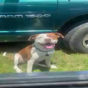 lost male dog rocco