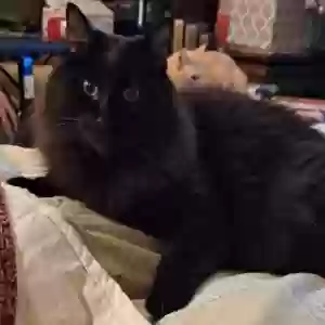lost male cat sherlock