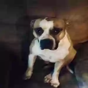 lost male dog thrasher