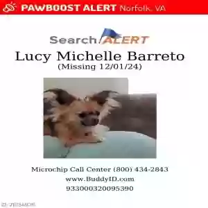 lost female dog lulu