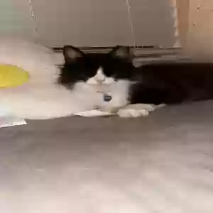 lost male cat timmy