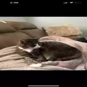 lost female cat bella