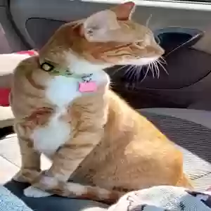 lost female cat reggie