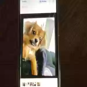 lost female dog mia