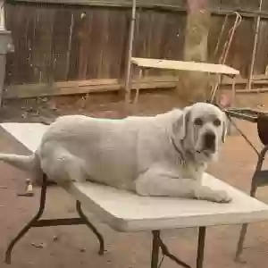 lost male dog ben