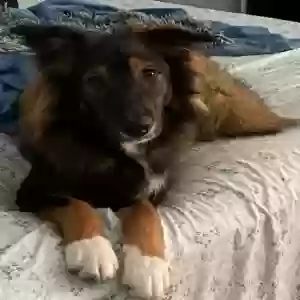 lost female dog zoey