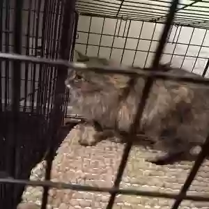 found unknown cat no name