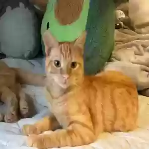 lost male cat simba