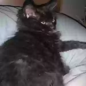 lost male cat magnus