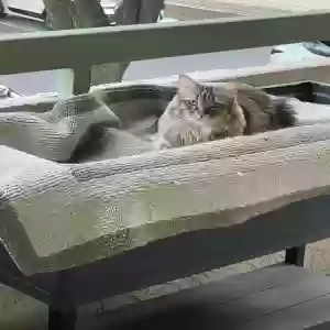 lost female cat cleo