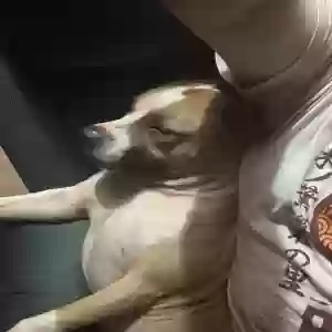 found male dog thrasher