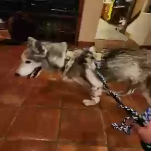 lost female dog nina