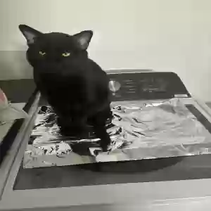 lost male cat snoop catt