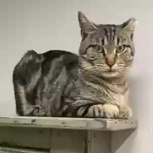 lost male cat tiger