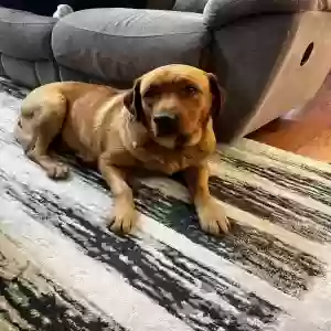 lost female dog paris