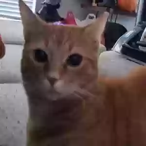 lost male cat pumpkin
