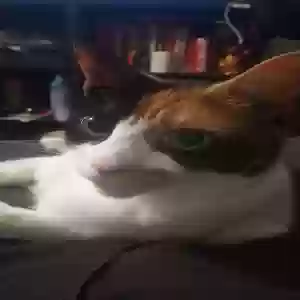 lost female cat furiosa/ baby kitty