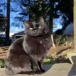 lost male cat karl