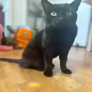 lost male cat edward