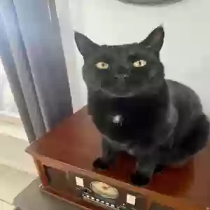 lost male cat binx
