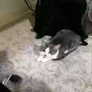 lost male cat sokka