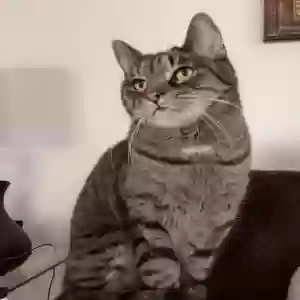 lost male cat scotty