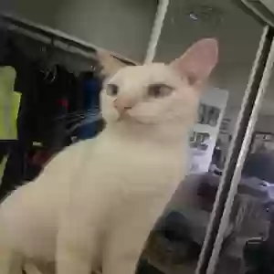 lost male cat felix
