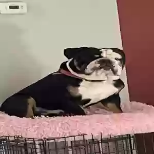lost male dog rex