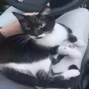 lost female cat butters